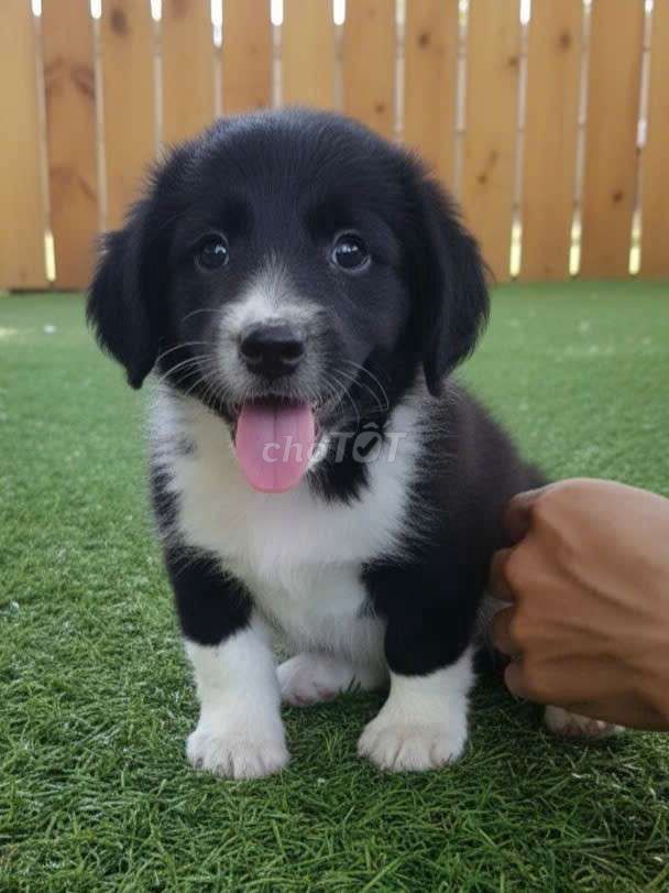 Chó Boder Collie 2 tháng Đen trắng đã tiêm ngừa. Mua bán Chó tại Quận Tân Bình Tp Hồ Chí Minh được đăng bởi Thi Thi hình 1