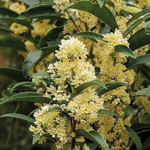 Cây cảnh Hoa mộc hương ta Vàng 1.5m 🍋‍🟩. Mua bán Cây cảnh, đồ trang trí tại Huyện Tân Yên Bắc Giang được đăng bởi Mình khôi lc hình 1