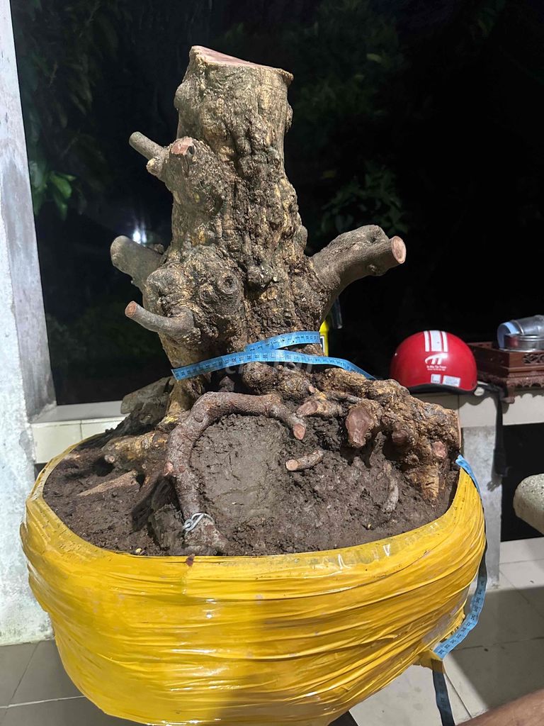 phôi Mai vàng gốc đẹp hoành 64cm. Mua bán Cây cảnh, đồ trang trí tại Huyện Long Hồ Vĩnh Long được đăng bởi Nguyễn Bảo hình 1