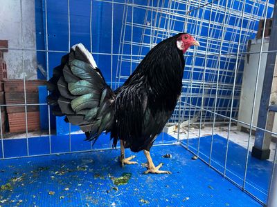 Gà Ô Jap lục đinh 1kg250. Mua bán Gà tại Quận Bình Thạnh Tp Hồ Chí Minh được đăng bởi ThảoAnh Chuyên Gà Ô