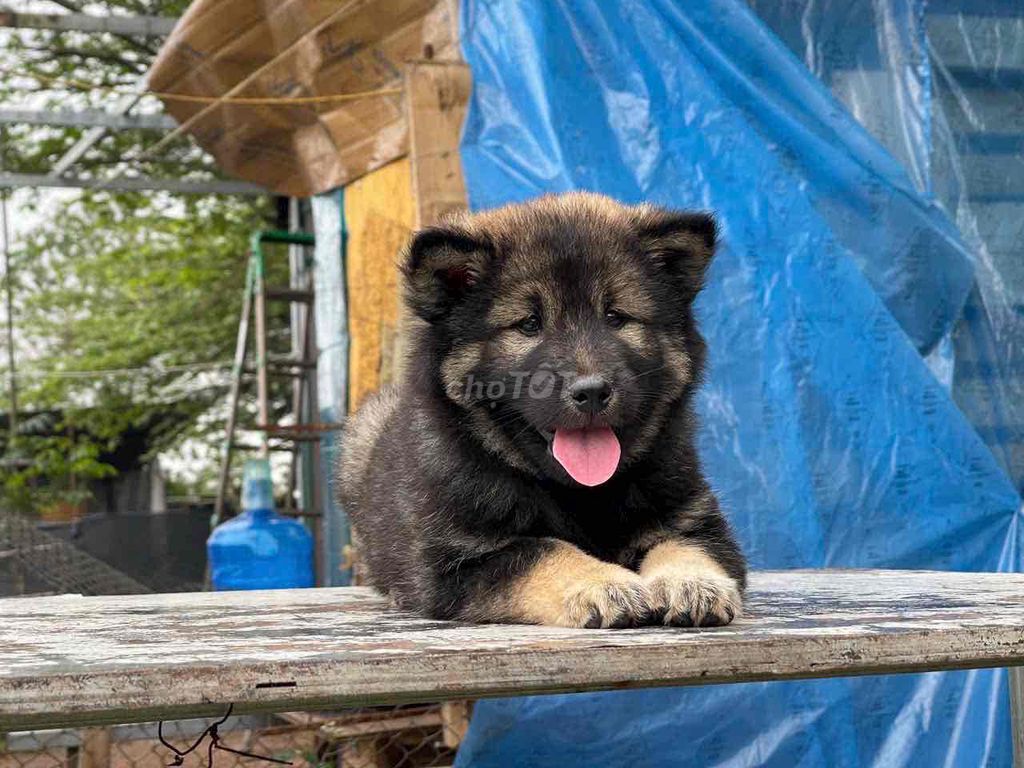 Chó Đực Đen đỏ. Mua bán Chó tại Quận Tây Hồ Hà Nội được đăng bởi Tên chưa cung cấp hình 1