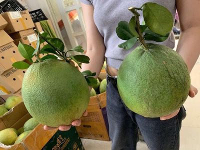 Bưởi Da xanh ruột hồng. Mua bán Đồ ăn, thực phẩm và các loại khác tại Quận Phú Nhuận Tp Hồ Chí Minh được đăng bởi Phương Phạm