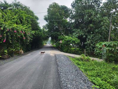 Bán 1ha đất  mặt tiền đường nhựa. QUY HOẠCH ĐẤT Ở. Mua bán đất tại Huyện Củ Chi Tp Hồ Chí Minh được đăng bởi Ba Hưng