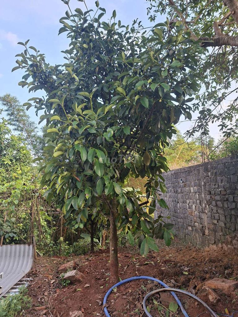 Măng cụt 2 cây đang ra trái. Mua bán Cây cảnh, đồ trang trí tại Thành phố Bảo Lộc Lâm Đồng được đăng bởi Anh Quang hình 1
