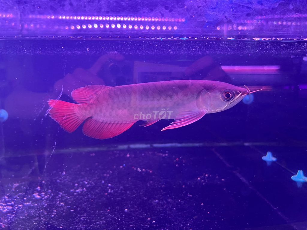 Huyết long Indo,U 19/20cm_đầu muỗng,đuôi to,ửng đỏ. Mua bán Thú cưng khác tại Quận Bình Tân Tp Hồ Chí Minh được đăng bởi cacanhnamlong hình 2