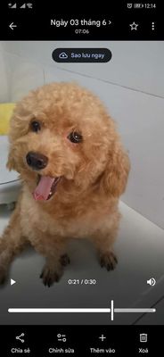 Chó Poodle đực 1 tuổi mini 3.5ký