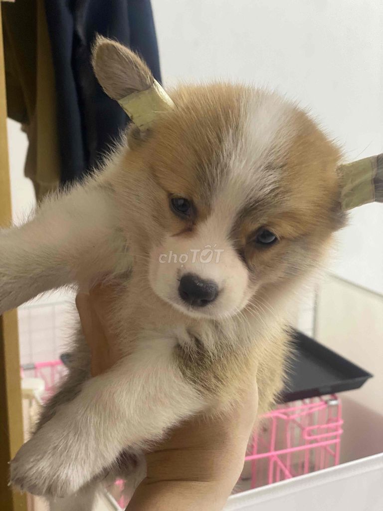 Chó Corgi cái 2 tháng. Mua bán Chó tại Quận 1 Tp Hồ Chí Minh được đăng bởi Thanh Hưng hình 2