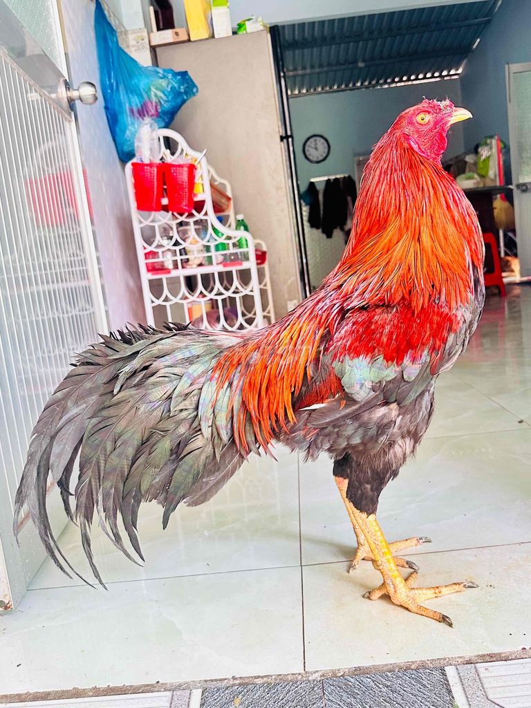 Đều 3ki4 cựa đầu đạn chà bá , bươi bo giữ lông mới. Mua bán Gà tại Huyện Cai Lậy Tiền Giang được đăng bởi gà đá Tiền Giang hình 1