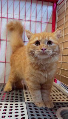 Mèo Đực Red ginger Đã tiêm phòng