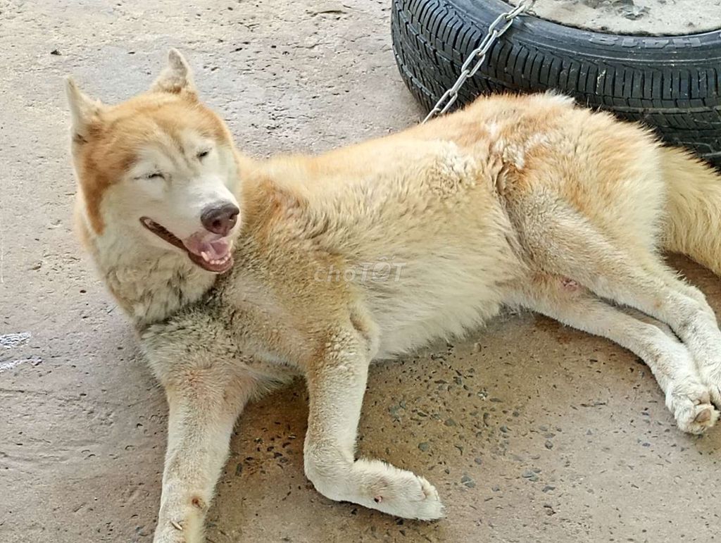Chó Husky Đực Vàng kem Lông bóng dợn. Mua bán Chó tại Huyện Bình Chánh Tp Hồ Chí Minh được đăng bởi Nhân Rottweiler  hình 1