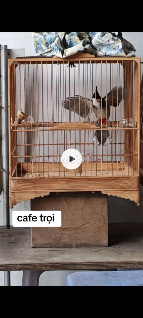 Chào Mào Cafe Cứng. Mua bán Chim tại Huyện Thanh Oai Hà Nội được đăng bởi Mạnh Mun hình 1