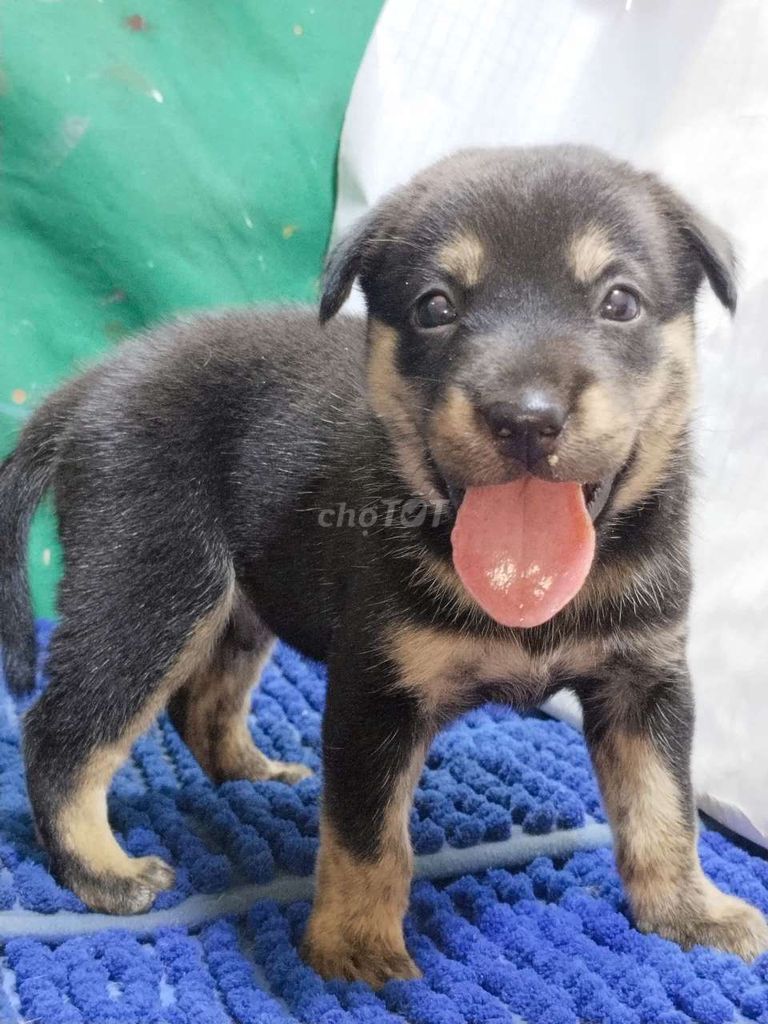 Chó Rottweiler đực thông minh canh nhà giỏi . Mua bán Chó tại Quận Bình Tân Tp Hồ Chí Minh được đăng bởi Nguyễn Hằng hình 1