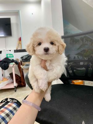 Bé trai Poodle tiny lùn