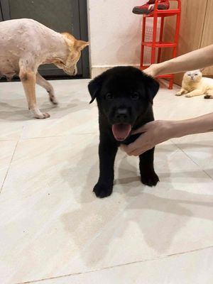 Cộc tịt đực đen tuyền