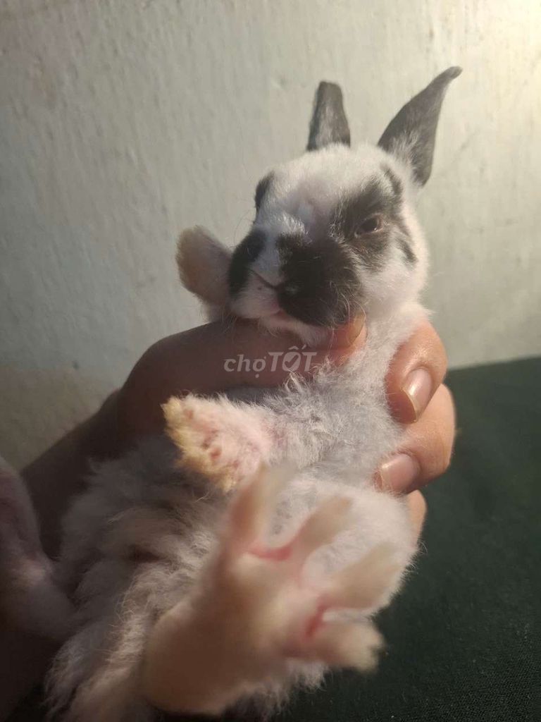 Thỏ Minirex Trắng đen. Mua bán Thú cưng khác tại Huyện Hóc Môn Tp Hồ Chí Minh được đăng bởi anh vy hình 1