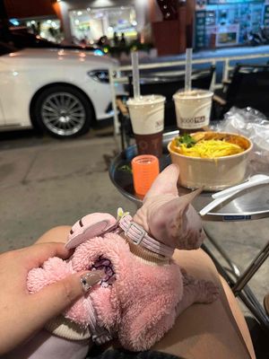 tìm nhà cho bé mèo không lông. Mua bán Mèo tại Thị xã Bến Cát Bình Dương được đăng bởi sinh nguyễn