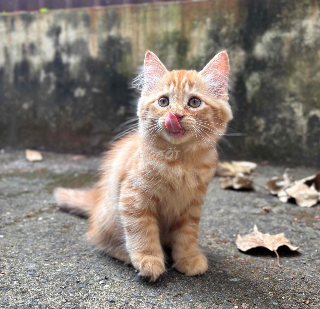 mèo red tabby lông dài