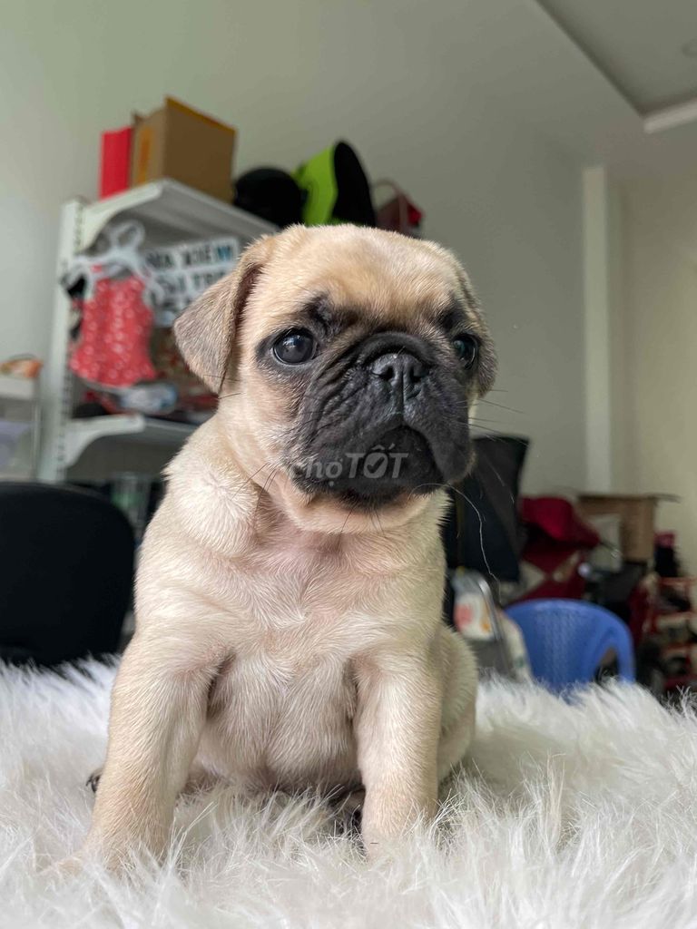 PUG MẶT XỆ