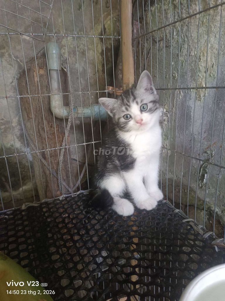 Mèo ALN lai Ba Tư. Mua bán Mèo tại Huyện Bình Tân Vĩnh Long được đăng bởi Pigg Phương hình 1