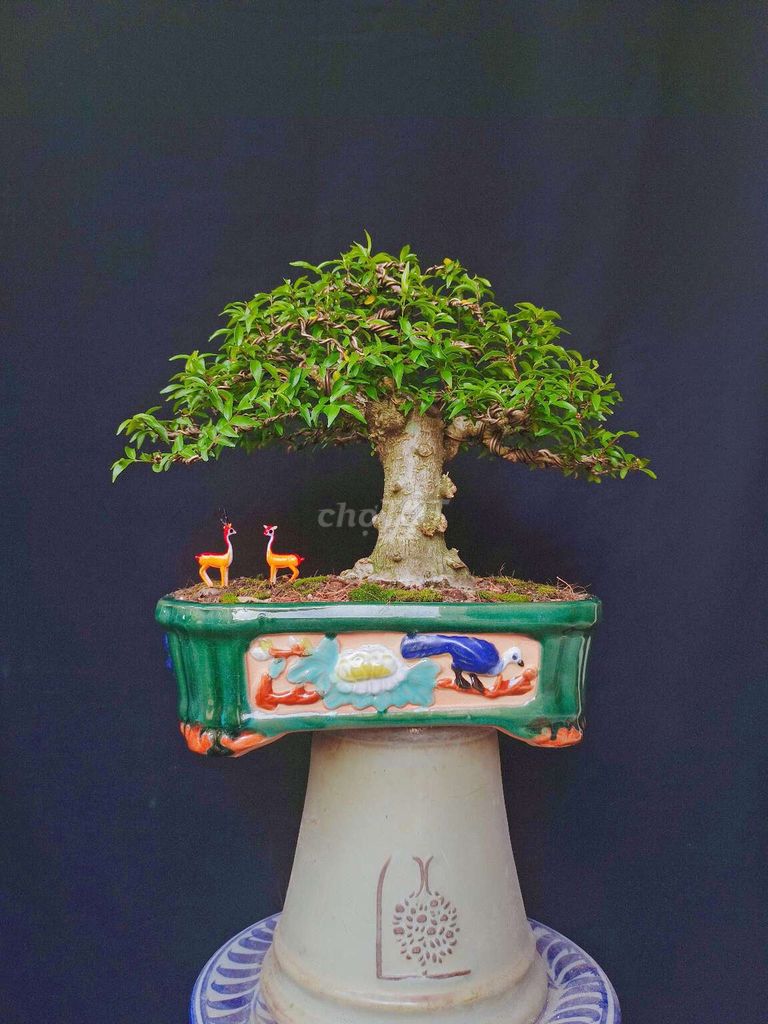 Cây Mai Chiếu Thủy bonsai cao 25cm