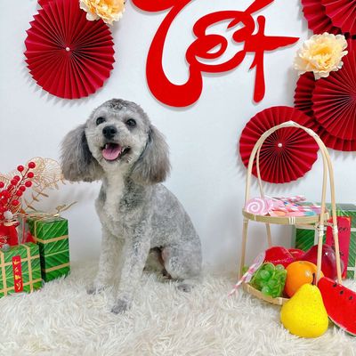 Chó Poodle Xám Trắng