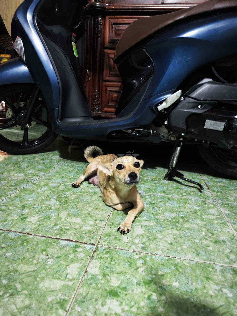 Chó Phốc hươu lai cái trưởng thành đã tiêm. Mua bán Chó tại Huyện Hóc Môn Tp Hồ Chí Minh được đăng bởi Văn Đức hình 1