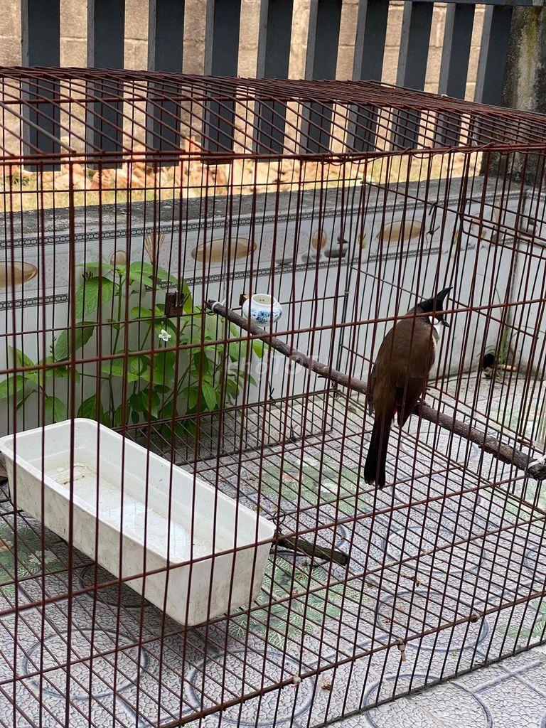 Cần  1 em má trắng. Mua bán Chim tại Huyện Hóc Môn Tp Hồ Chí Minh được đăng bởi Phạm chí pháp hình 1