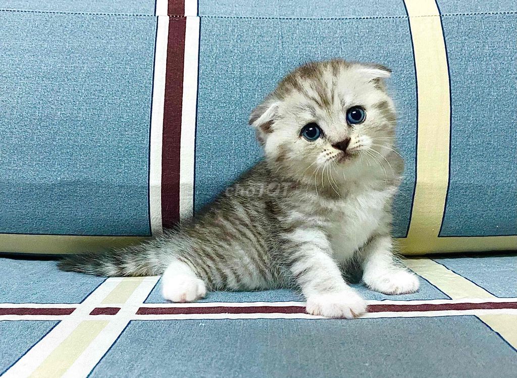 Silver Tabby - Brown Tabby - Black Ticked tìm 🏡