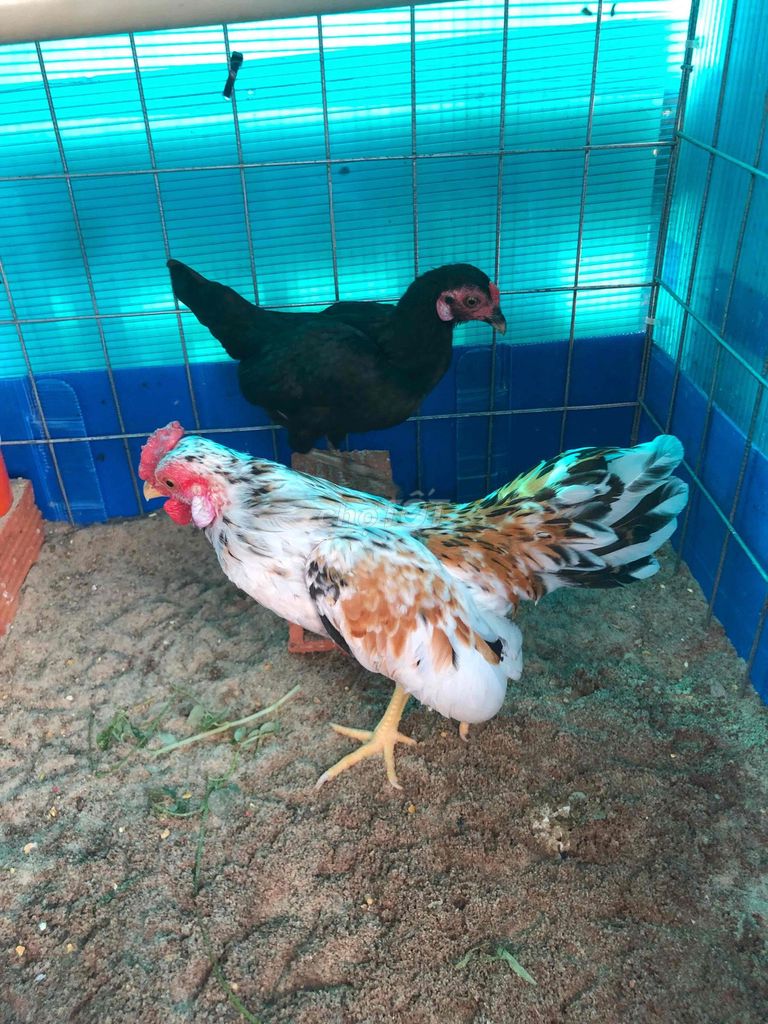 Gà tre trống đa sắc. Mua bán Gà tại Huyện Nhà Bè Tp Hồ Chí Minh được đăng bởi LÊ VĂN GIÀU hình 1
