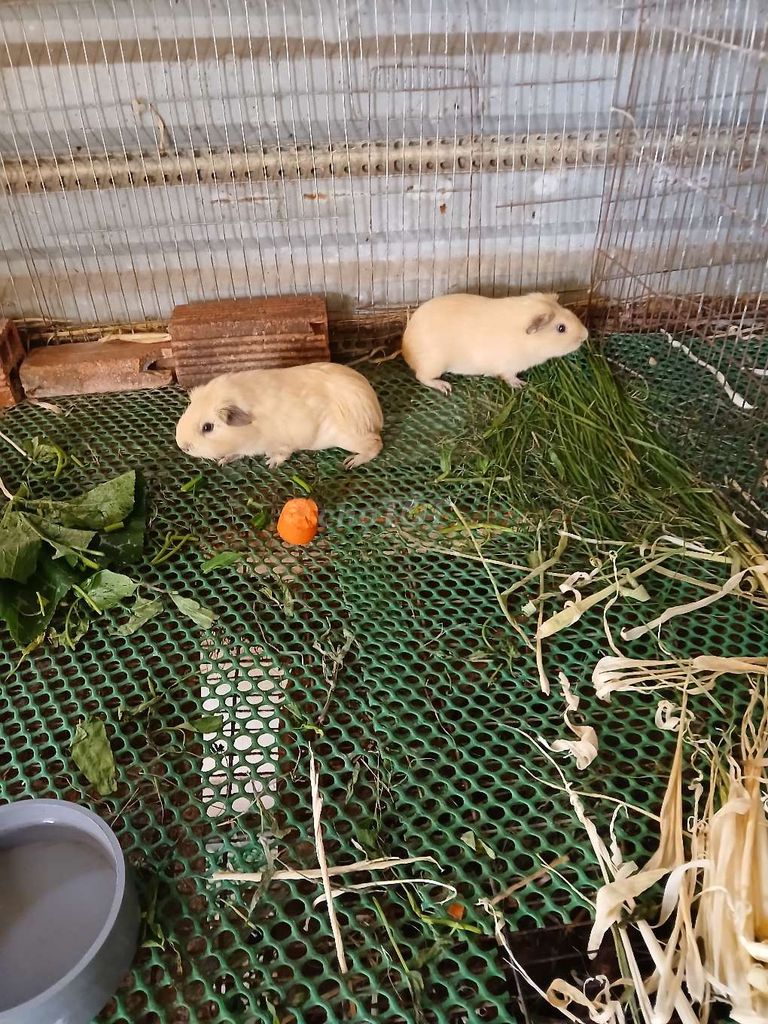 Bọ ú Ame tại Tân Bình- Sài Gòn!. Mua bán Thú cưng khác tại Quận Tân Bình Tp Hồ Chí Minh được đăng bởi Thái Huy Hòa hình 1