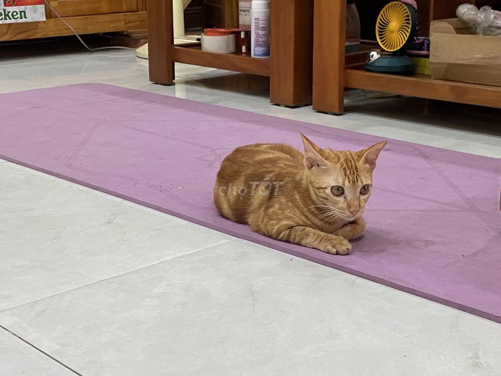 Mèo vàng 2 tháng tuổi. Mua bán Mèo tại Thành phố Dĩ An Bình Dương được đăng bởi Phi hình 1