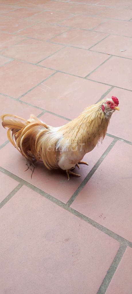 Tre tân châu khét sữa cho ae đam mê