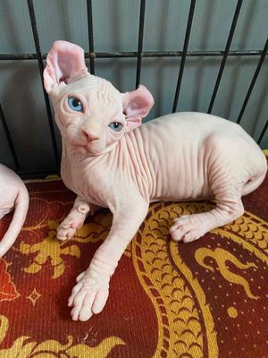 Tìm nhà mới cho bé Sphynx Đực