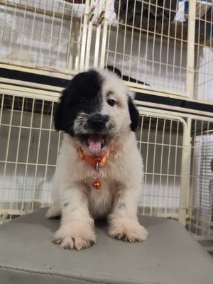 Chó Phốc Sóc lai