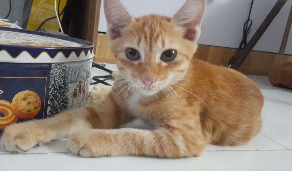 Tìm chủ cho mèo con