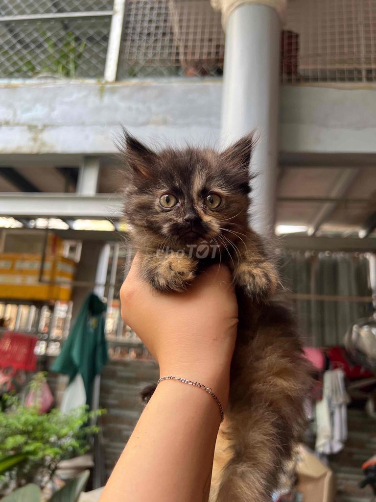 Mèo Anh lông dài 3 tháng. Mua bán Mèo tại Thành phố Thủ Đức Tp Hồ Chí Minh được đăng bởi Linh hình 1