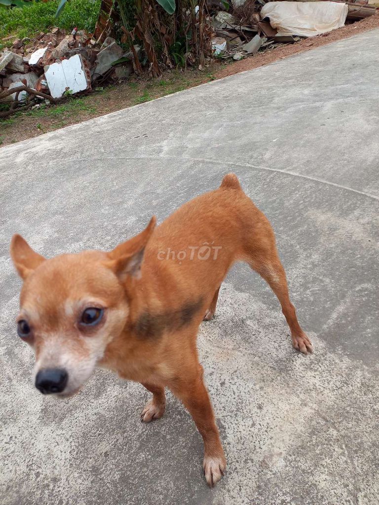 Chó Chihuahua màu Nâu. Mua bán Chó tại Huyện Hải Hậu Nam Định được đăng bởi Hoàng  hình 1