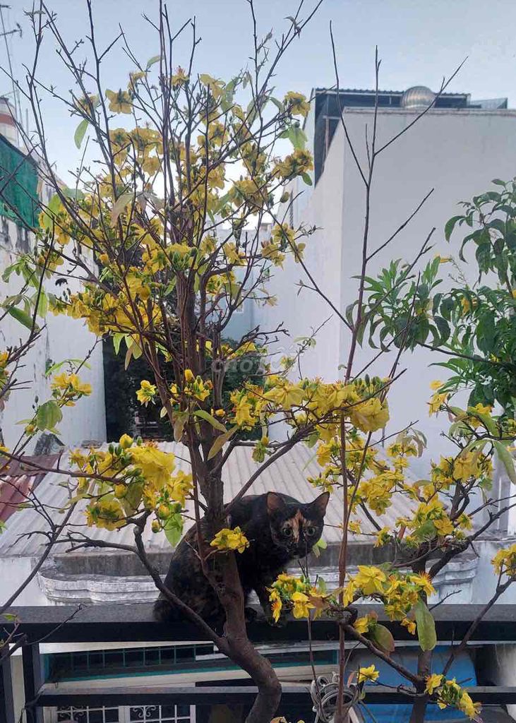 Mèo nhà nuôi. Mua bán Mèo tại Quận Phú Nhuận Tp Hồ Chí Minh được đăng bởi Phát hình 1