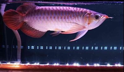 Thanh lý Huyết long sumo viền mỏng size 33cm. Mua bán Thú cưng khác tại Quận Tân Bình Tp Hồ Chí Minh được đăng bởi Duy Fish