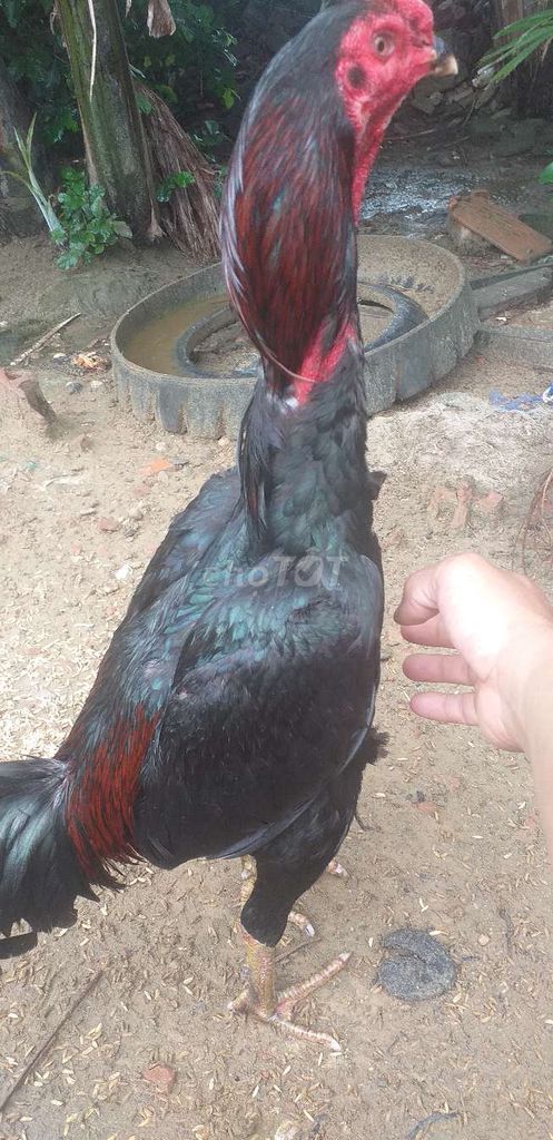 Gà chọi Tía đen chân xanh. Mua bán Gà tại Quận Ngũ Hành Sơn Đà Nẵng được đăng bởi le hai hung hình 1