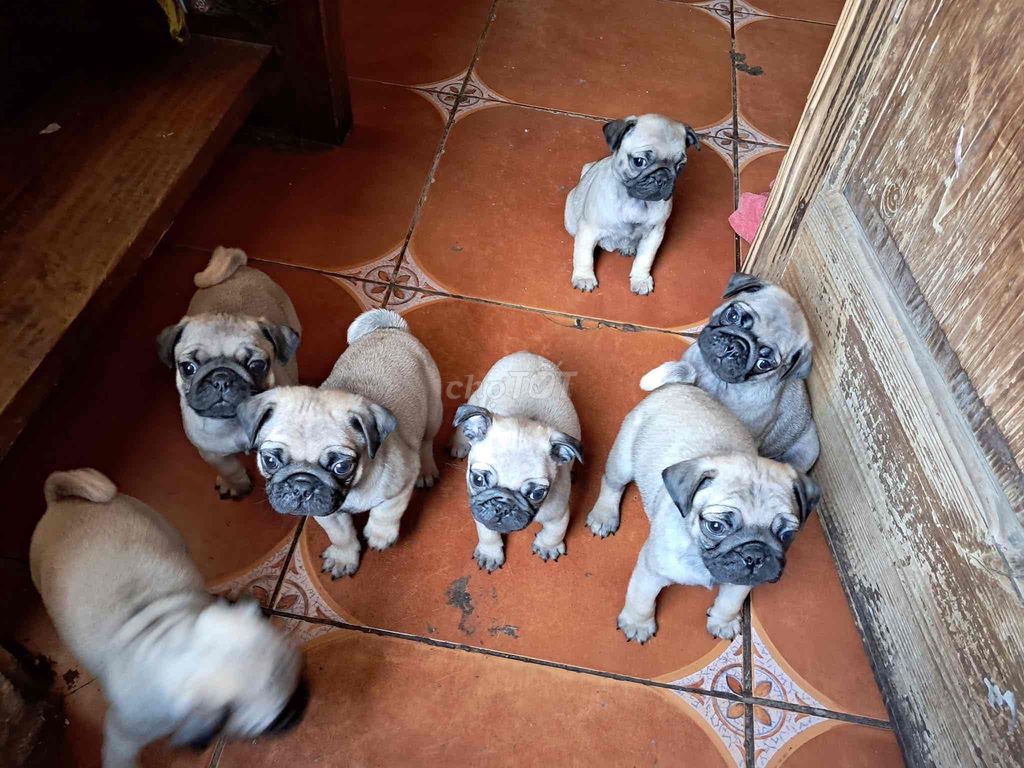 pug mặt xệ. Mua bán Chó tại Quận Cẩm Lệ Đà Nẵng được đăng bởi Anh Pet Shop hình 1