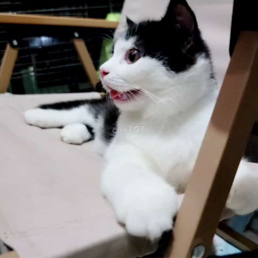 Tìm nhà mới yêu thương cho 2 bé ngoan. Mua bán Mèo tại Quận Bình Thạnh Tp Hồ Chí Minh được đăng bởi Nguyễn Thị Lan Thanh hình 4