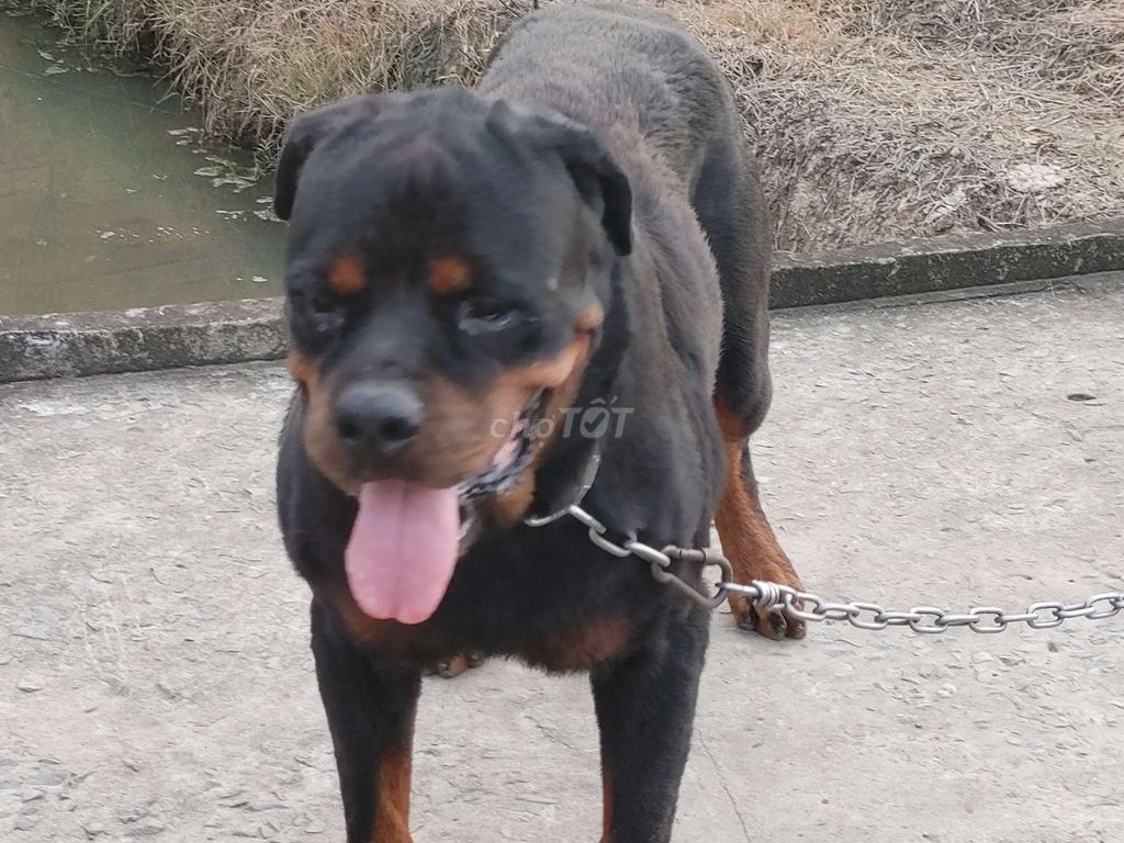 Chó Rottweiler Đực Thuần chủng. Mua bán Chó tại Thành phố Vũng Tàu Bà Rịa - Vũng Tàu được đăng bởi Nhân Rottweiler  hình 2