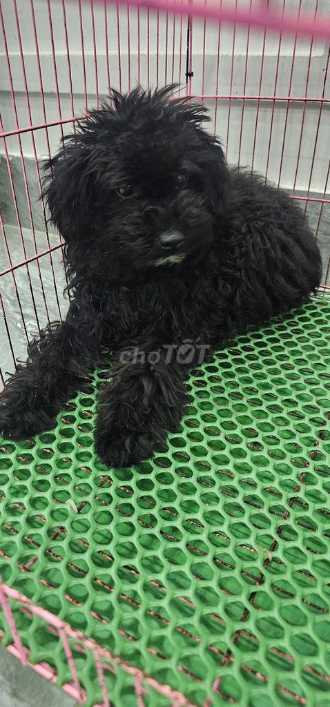 Chó nhỏ 4 tháng màu Đen. Mua bán Chó tại Huyện Cần Đước Long An được đăng bởi Hungvan Khuuquang hình 1