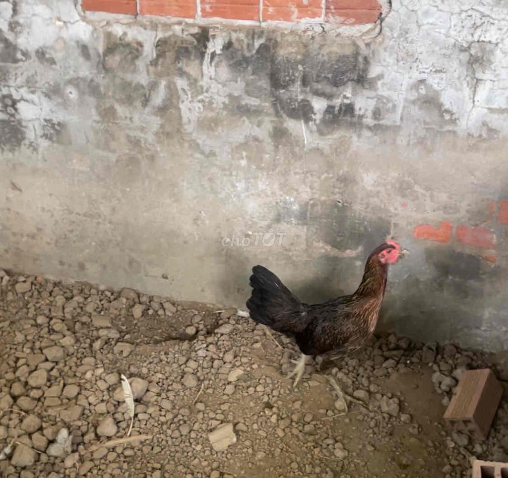 mái lai trạng đẻ 2kg1 2kg2 bán hoặc gl trống. Mua bán Gà tại Huyện Đông Hải Bạc Liêu được đăng bởi Linh Phi hình 1