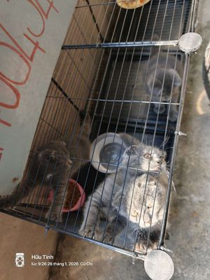 Mèo Anh Lông ngắn con