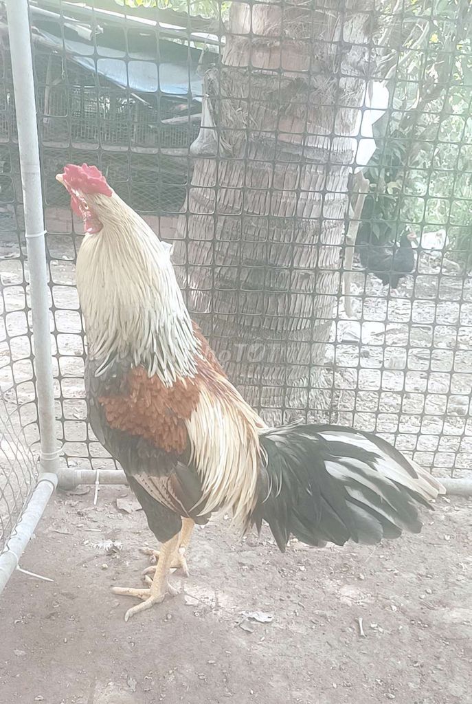 2,5kg  Qẹo lườn. Mua bán Gà tại Quận Bình Thuỷ Cần Thơ được đăng bởi nguyen van hien hình 1