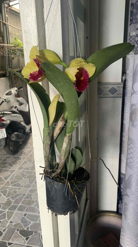 Lan cát Vàng, Đỏ đã cho ra sắc hoa tuyệt đẹp. Mua bán Cây cảnh, đồ trang trí tại Quận 12 Tp Hồ Chí Minh được đăng bởi N Nam hình 1