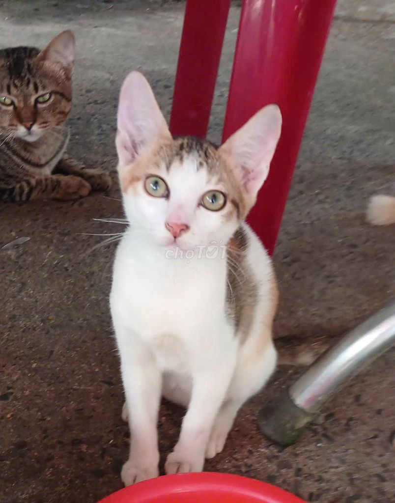 Mèo đa dạng Con và lớn. Mua bán Mèo tại Thành phố Thủ Dầu Một Bình Dương được đăng bởi Vũ hình 1