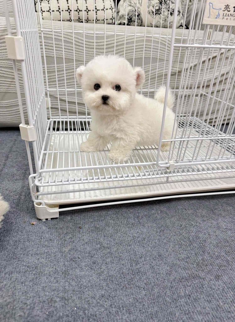 Bé Bichon - Hàng Vip - Trắng nõn. Mua bán Chó tại Quận 7 Tp Hồ Chí Minh được đăng bởi Lộc hình 1